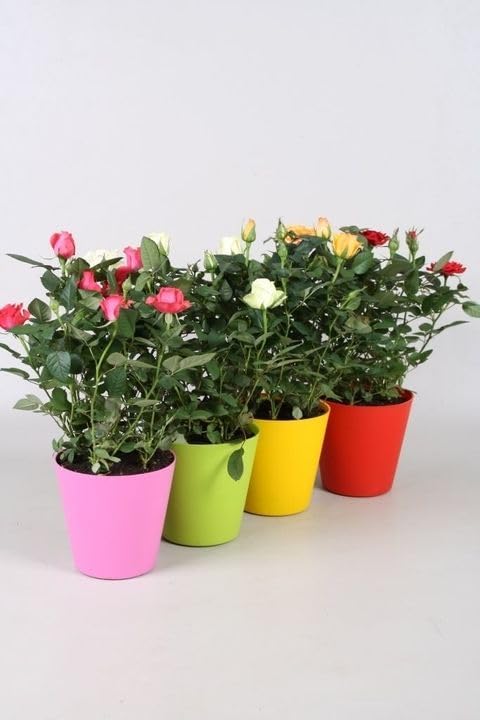 ORGANIC GRAFTING HYBRID COMBO ROSE PLANT 4 RED/WHITE/YELLOW/ORANGE OUTDOOR GARDEN LIVE FLOWER PLANT GURU BAG POT (B0CVFWWGZ2) Amazon Price History, Amazon Price Tracker