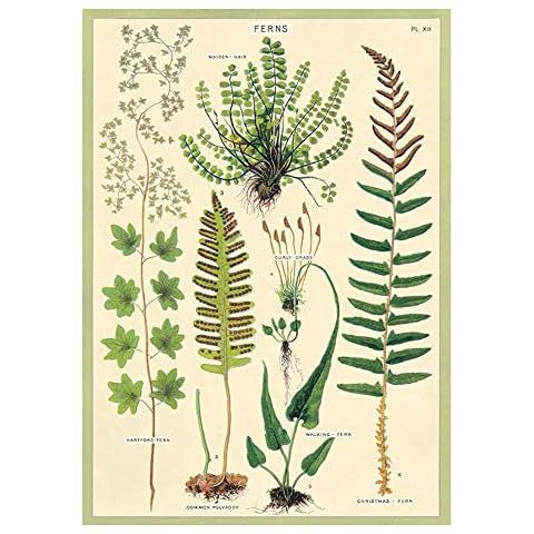 Cavallini Wrap Poster Ferns 20 x 28 Inches Cover