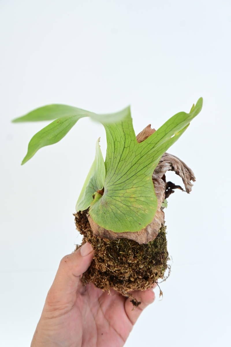 P. wandae【ビカクシダ　ワンダエ】 P.wandae dwarf② @bikamori.com ビカクシダ ワンダエドワーフ