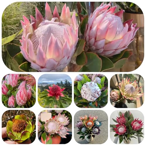 Planta de protea real - semillas semillas exóticas jardín de hierbas balcón con camas elevadas planta decorativa semillas de flores planta de balcón decoración de plantas con semillas 600pcs
