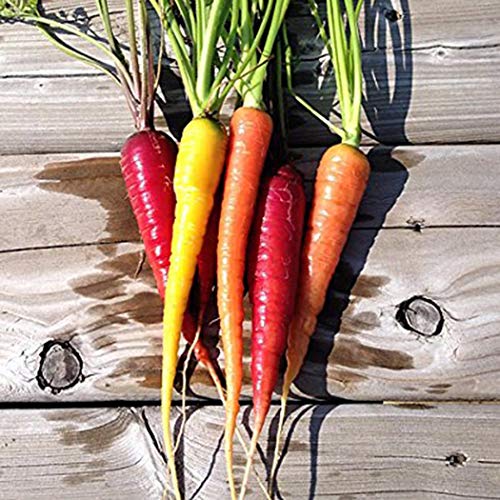 Free Venus seeds-50 pcs/bag Rainbow Carrot Seeds Delicious Vegetable Fruit seeds Home Garden Yard Vegetables Plant Flowers