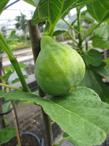 Feigenbaum Brogiotto Bianco - Ficus carica - Hochstamm