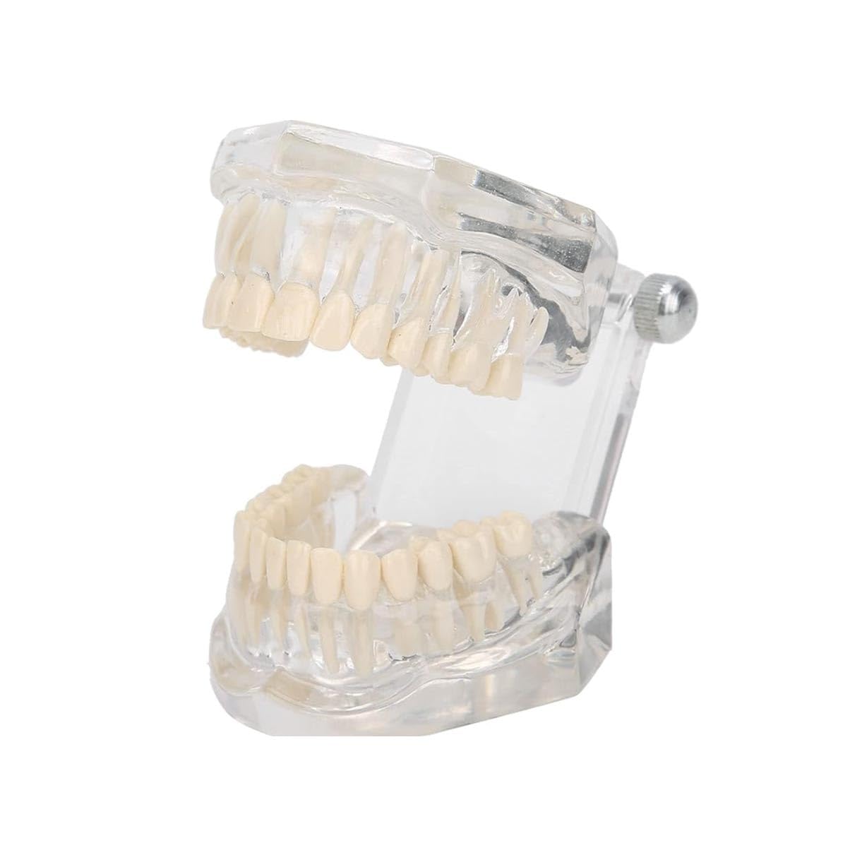 Modello Dentale in Acrilico Trasparente con Gengive Visibili per Insegnamento e Cura Orale
