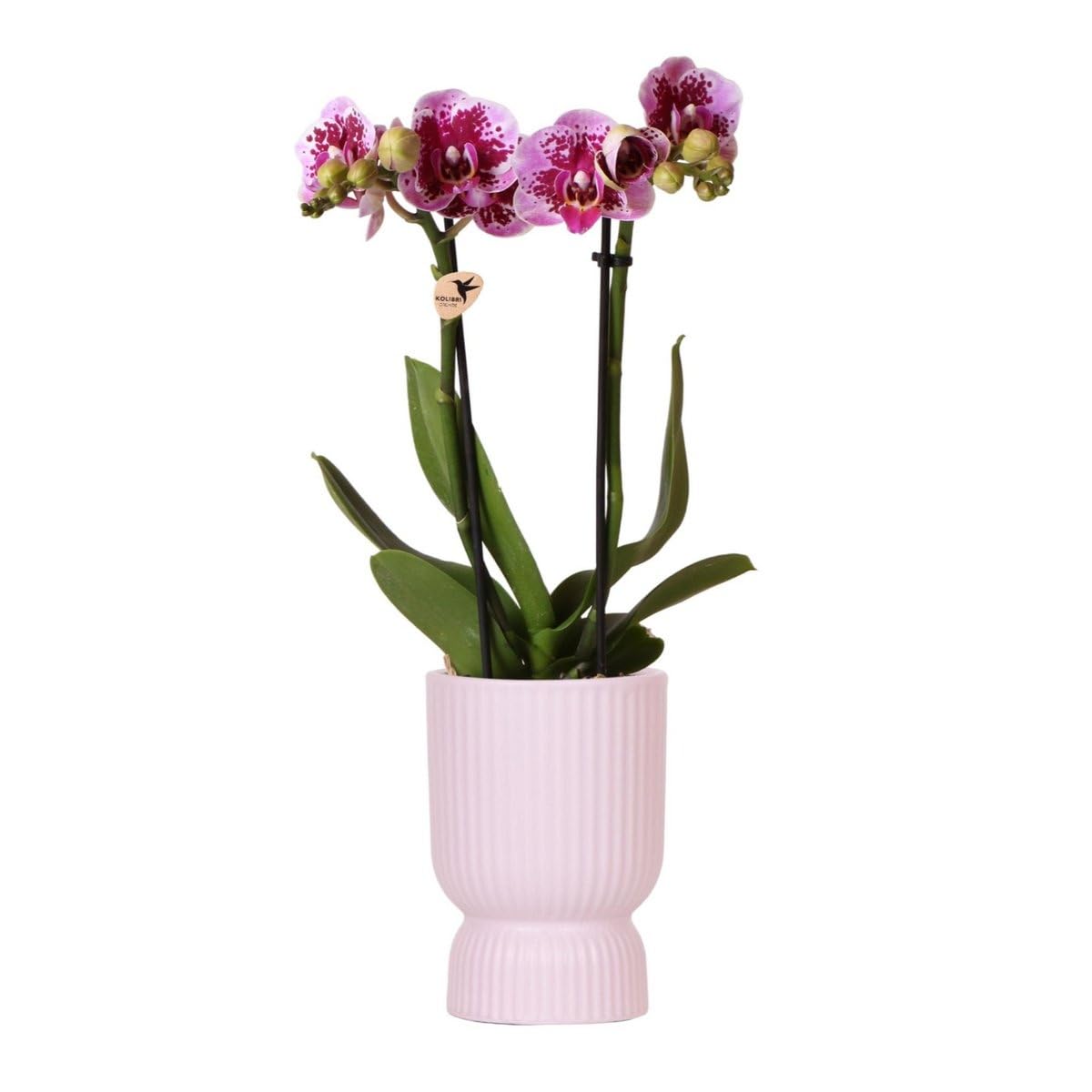 KOLIBRI Orchidées,Orchidée Phalaenopsis rose et violet – Salvador + diabolo rose – Diamètre du pot : 9 cm,Plante d'intérieur à fleurs – Fraîcheur du producteur