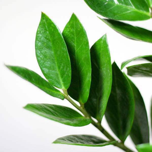 Zamioculcas Zamiifolia Glücksfeder – robuste Zimmerpflanze 80cm Ø21cm – pflegeleichte Smaragdpalme im nachhaltigen Viber Topf Grau