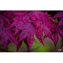 BLOODGOOD Japanese Maple - Acer palmatum Bloodgood - Beautiful Maroon RED Leaves - 4 - Year Plant