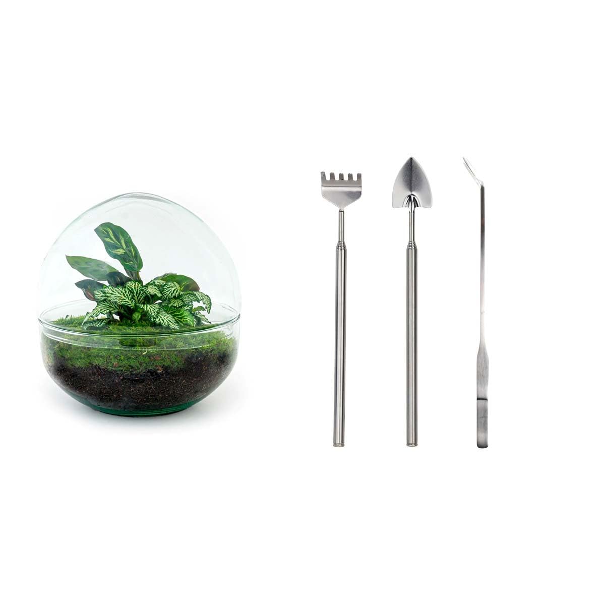 Terrarium do roślin • kopuła • ekosystem z roślinami • ↑ 20 cm – DIY – kompletny zestaw terrarium – terrarium roślin – miejski jngl | terrarium + grabienie + łopatka + pęseta