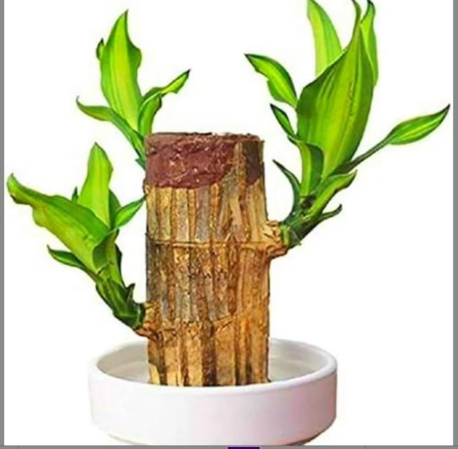 Fresh Organic agrotech Lucky Brazil Wood Potted Live Plant Stick indoor plants for living room Without Glass (Pack of 1) (B0BV69QTHC) Amazon Price History, Amazon Price Tracker