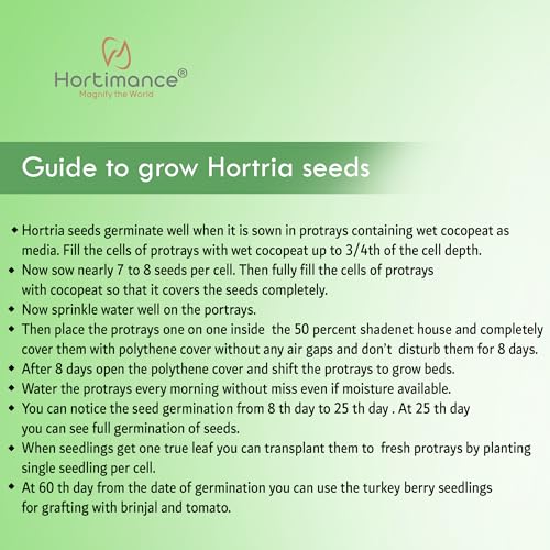 Image of Hortria Turkey berry seeds used for grafting brinjal and tomato, 10 grams, Contains 10000 seeds.