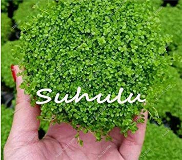 Java Fern - Live Aquarium Plant Moss Anubias Fish Tank Grass Aquatic Plant Seeds Family Easy Planting Ornamental 50-100Pcs 2 : Only Seeds