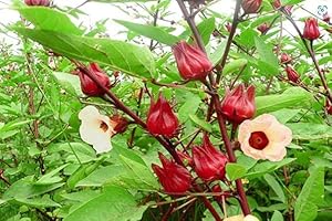 Florida Cranberry Seeds for Planting - Red Roselle