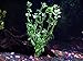 6 Plant Species Live Aquatic Plants Package - Microsorum Java Fern, Amazon, Moneywort and More!