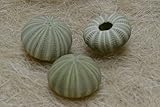 3 Pcs Green Sea Shell Seashell Urchins Beach Wedding Nautical