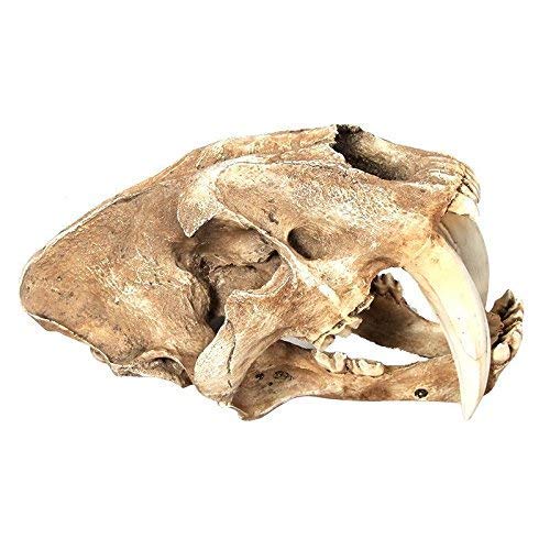 RGRGH Saber Tooth Cat Tiger Skull Sabertooth Smilodon Fatalis Model white