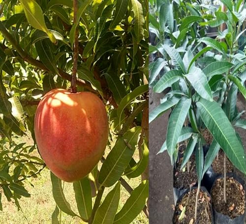 Image of Hatcher Mango Grafted Plant Fruit After 2-3 Years (Pack Of 1 Healthy Live Tree, Height 3 Feet) PB 53
