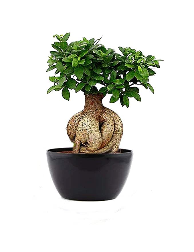 Healthy Vibe� Ficus Bonsai Ginseng 5 year Old Plant without pot/Air Purifier Plant / 24 hrs Oxygen Generate Plant/Indoor Outdoor Plant-image-23