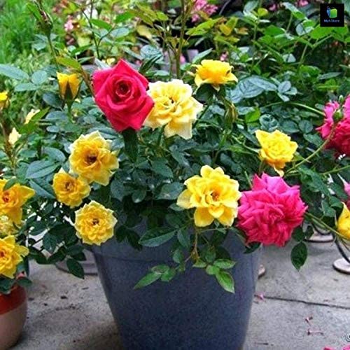 Mphmi Rose (Any Color) - Plant (B08SWPMS63) Amazon Price History, Amazon Price Tracker