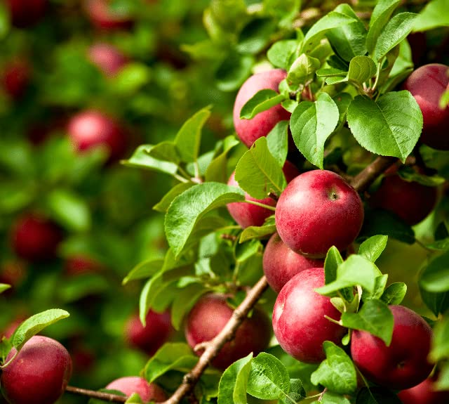 Ariya HRMN-99 Apple Plant - Grafted / Hot / Warm Growing (B0B2L2Q9RH) Amazon Price History, Amazon Price Tracker