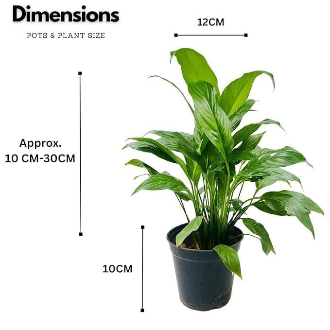 Image of Live Peace lily Flowers original Live Plant with Pot, Air Purifying Plant, Indoor Plants for Living Room, Gifting, Bedroom, Garden,Home Decor (Pece lily Flower Plant) (PECE LILY SINGLE PACK)
