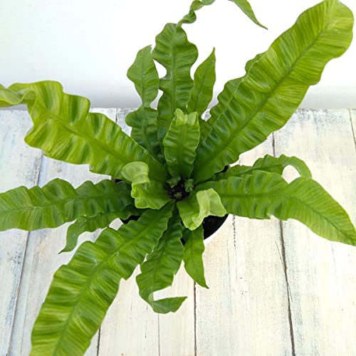 アスプレニウム：エメラルドウェーブ 4号鉢植え[波打つ葉が美しい観葉植物・タニワタリの仲間]のサムネイル