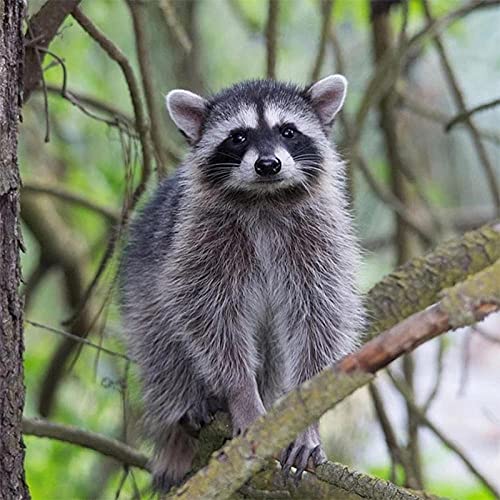 Rompecabezas para adultos,Mapache-6000PiezasRompecabezas de madera, piezas únicas de rompecabezas, desafiantes juegos de rompecabezas de madera para la noche de juegos familiares, regalo de idea Gr