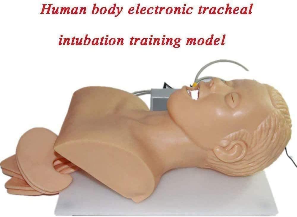 Istruttore per la gestione delle vie aeree, simulatore di manichino per intubazione nasale orale per addestramento medico, modello di studio di insegnamento, testa di intubazione per