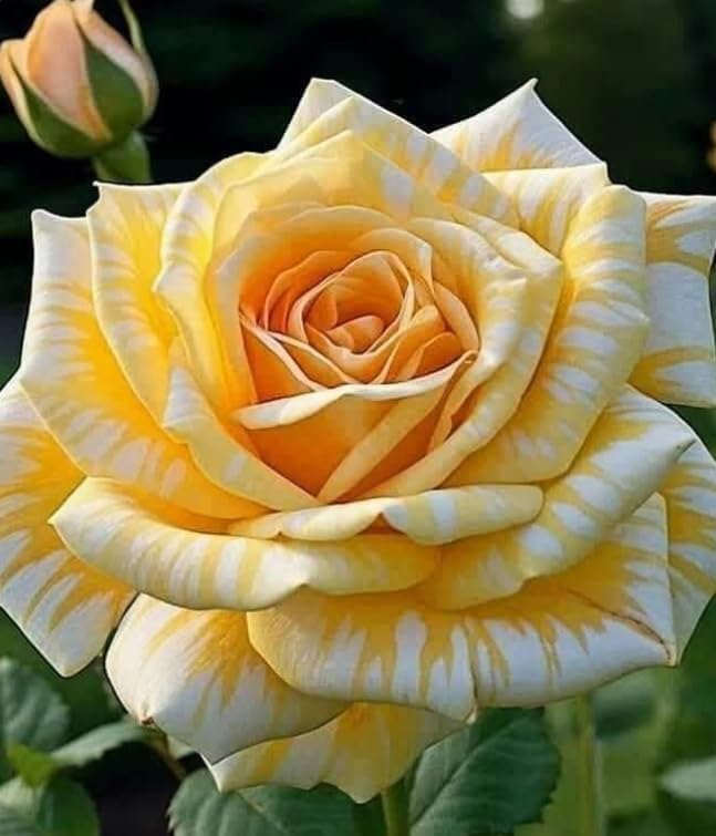 Live Rose Plants, Hardy Perennial Roses with Fragrant Blooms for Patio Container Garden/that Grow Fast/Golden Jade Carving-2 Root-G
