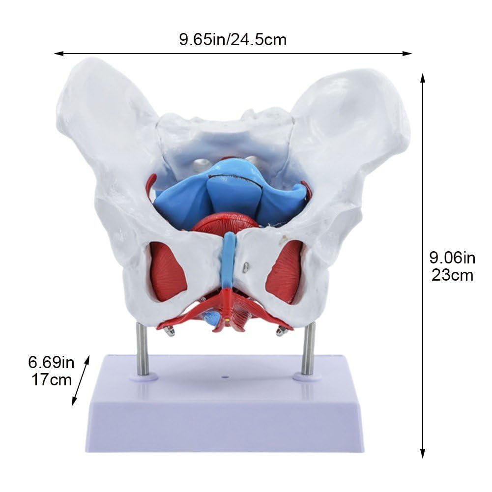 Modelo De Pelvis Femenina, Modelo De Anatomía De Pelvis Femenina Esqueleto Humano Ciencia Médica Equipo Educativo Anatomía Suministros De Medicina