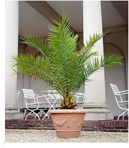 BALDUR Garten 1x Kanarische Dattelpalme, Pflanze im 15 cm-Topf, P...