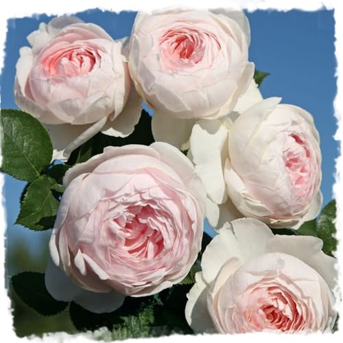 Earth Angel Parfuma Rose 1.5 Gal Potted Blush Pink Live Plant