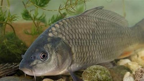 Miniatura 6 de America's Best Koi Food Pellets flotantes de 25 libras de alimento para peces Koi pequeños a medianos de 18 pulgadas para estanque con 35% de