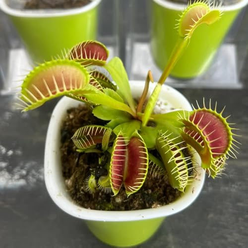 Semi di Venere acchiappamosche, verdi, da balcone carnivora, semi di carnivore resistenti d'appartamento esotiche 200pcs