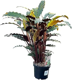 6in Pot Calathea Rufibarba – A Fuzzy, Tropical Beauty, Furry Feather, Velvet Calathea, Feather Calathea, Unique Gift, Eleg...