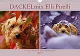 DACKELmix Elli Pirelli (Wandkalender 2017 DIN A4 quer): ....mit neuen Abenteuern aus der Hundeknipserei (Monatskalender, 14 Seiten ) (CALVENDO Tiere) - Kathrin Köntopp