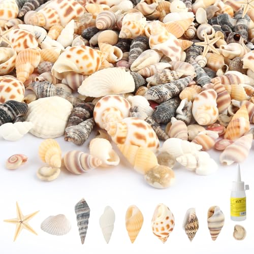 Mezcla de Conchas, Aprox. 220, Conchas de Mar Decoracion con Estrella de Mar, Pegamento, Caracolas de Mar Naturales Sin Perforar para Rellenar Jarrones, Manualidades DIY, Fiestas TemáTicas de Playa