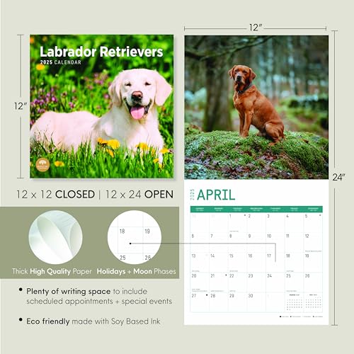 Bright Day Calendars Calendário mensal de parede Labrador Retrievers 2025 – Presente de raça de cach