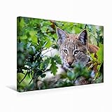 Premium Textil-Leinwand 45 x 30 cm Quer-Format Der Luchs - 