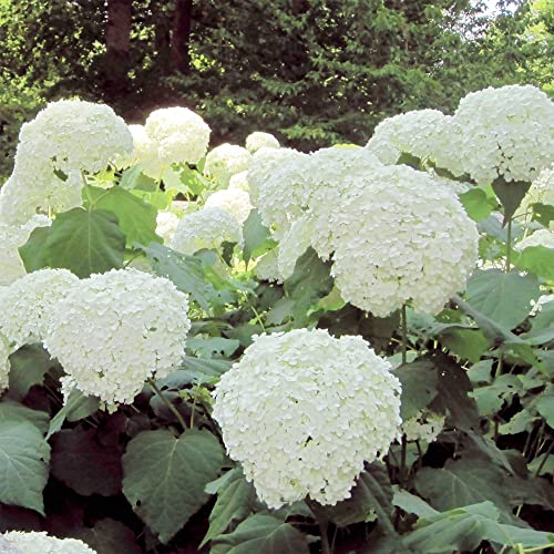 Hydrangea Arborescens Seeds Smooth Hydrangea Deciduous Shrub Cold-Hardy Dried Arrangements Cut Flowers Hedges Screens Patio Outdoor 50Pcs Flower Seeds By Yegaol Garden #TOP2