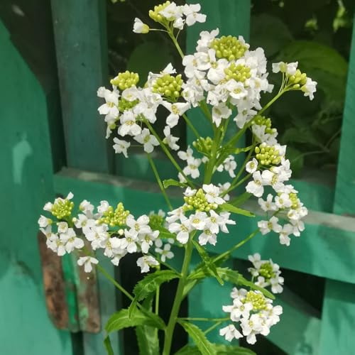 semi di rafano resistenti - biologiche, perenni, giardino 250pcs