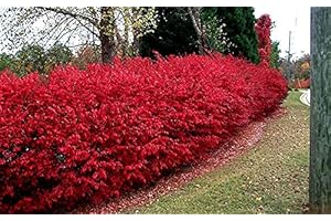 Dwarf Burning Bush: Autumnal Hue, Minimal Maintenance