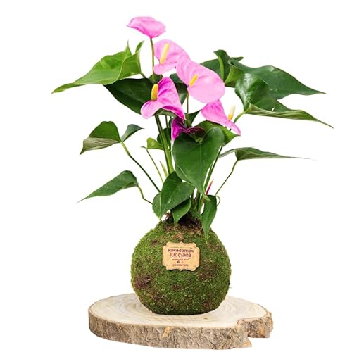 Kokedamas Lucciana Anturio Rosa - Kokedama Interior | Bola de Musgo Vivo | Planta Natural | Planta Interior | Decoración Hogar | Fácil Cuidado y Mantenimiento