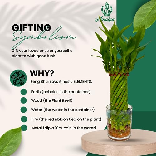 Image of Amulya FARMS & NURSERY Bamboo Wheel in Glass Pot and 50ML Organic Fertiliser| Lucky Plants for Home decoration | Indoor plants for Living Room, Home, Office, Table Top | Feng Shui Plant with Pots