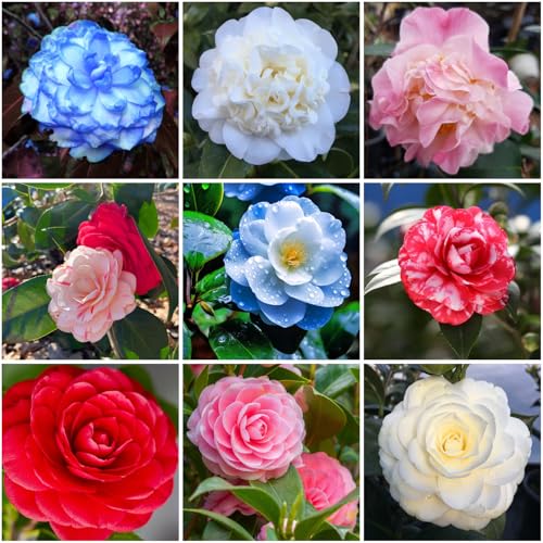 Mixrug 20+ Mixed Camellia Seeds for Planting Cold Hardy Ornamental Camellias Seeds Non-GMO Heirloom Evergreen Flowering Shrub Seed for Garden Home Outdoor