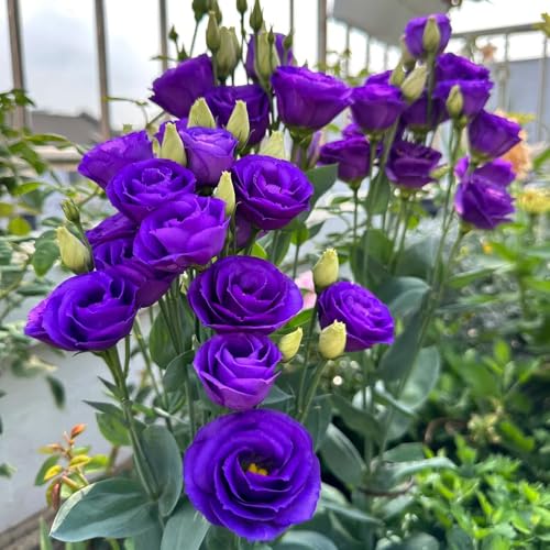 Semillas de Lisianthus, de balcón resistentes perennes exóticas 1000pcs