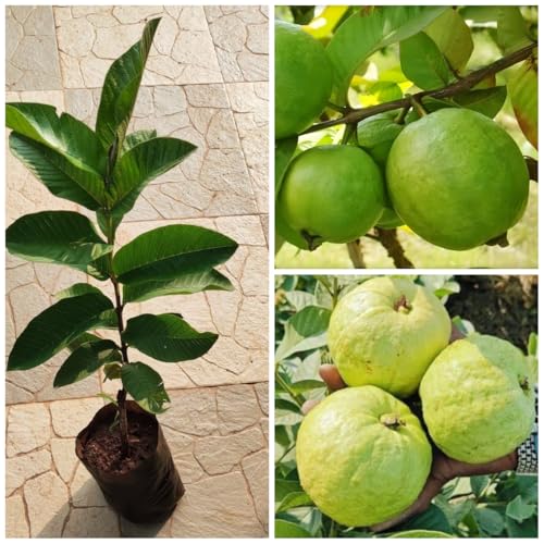 Image of Alltime Nagpur Seedless Sweet White Fleshed Guava plant,CF SG43