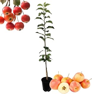 1 Crabapple Tree Live Plant for Planting 18 to 24 Inches Height, Crabapple Plants Live Ready to Grow, Crabapple Fruits