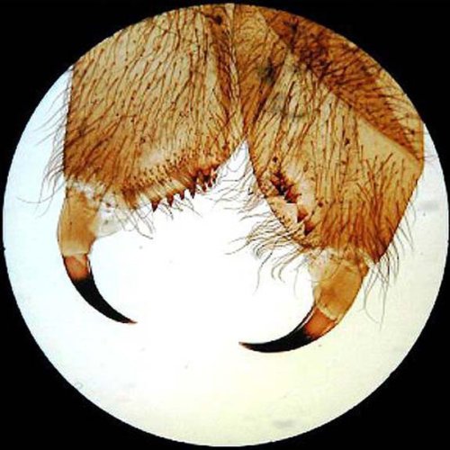 Amscope PS25 Prepared Microscope Slide Set thumb #3