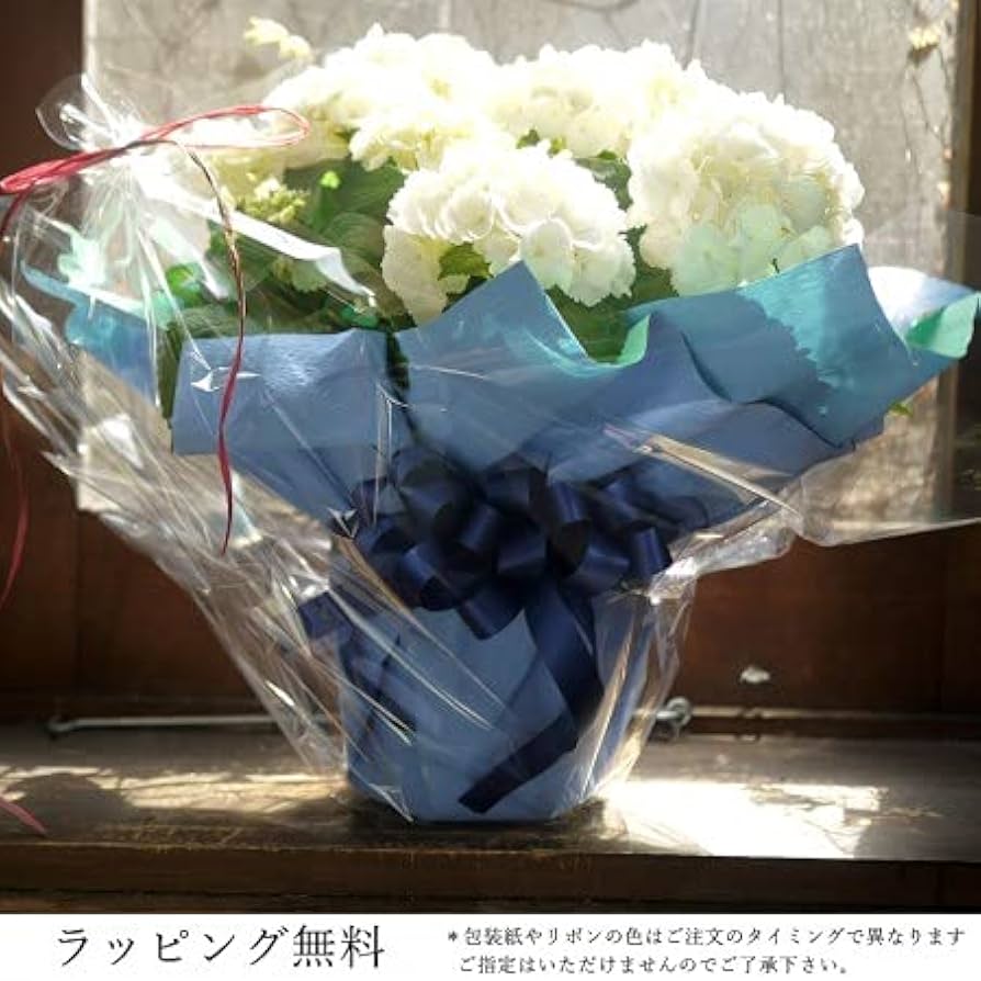 Amazon｜母の日 父の日 誕生日プレゼント 紫陽花 アジサイ 白 4寸鉢