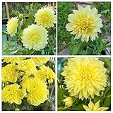 2 Large Dinnerplate Dahlia Bulbs for Planting, Dahlia Tubers Big Bloom Dahlias Flowers Bulbs - Yellow Dahlias Flowers