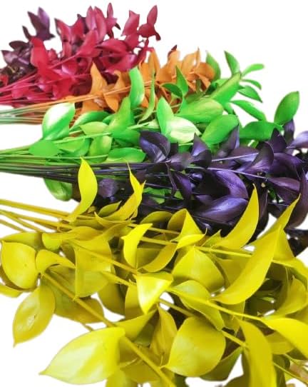 FRESH CUT RUSCUS ISRAELI TINTED | Pack 150 stems | Greens & Fillers for Decoration | Wanted Flowers
